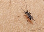 Hoe vermijd je insectenbeten?